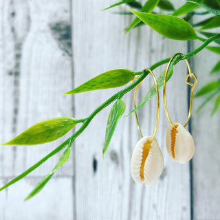 Cowrie shells on gold hoop earrings