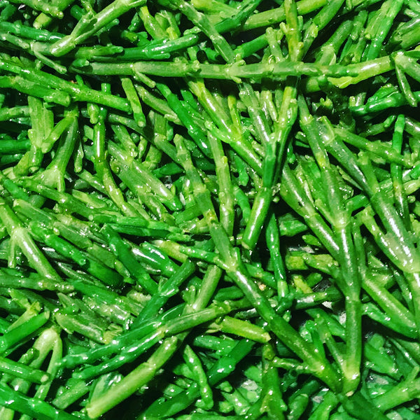 Samphire, love this stuff!
