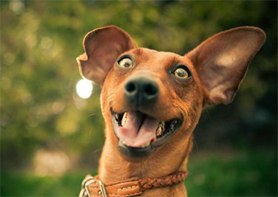 How to make a dog's life a bit more interesting...