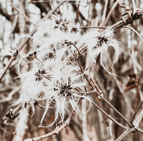 Winter Gardening Tips by Laura Lee Gardens