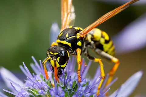 What you should do if you get stung by a wasp or bee