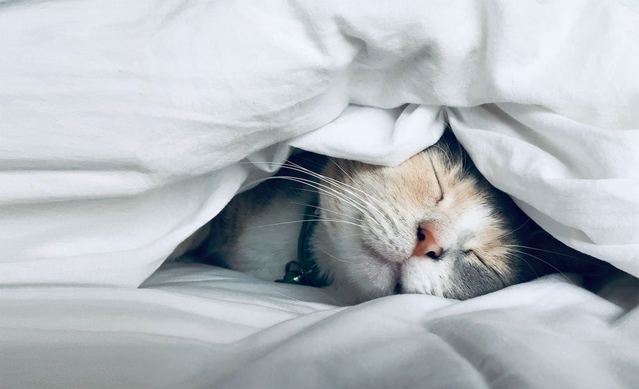 My top four sleep tips