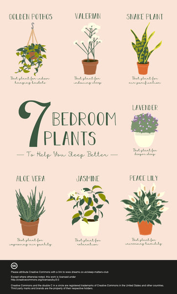 Plants to put in your room to help you sleep better!