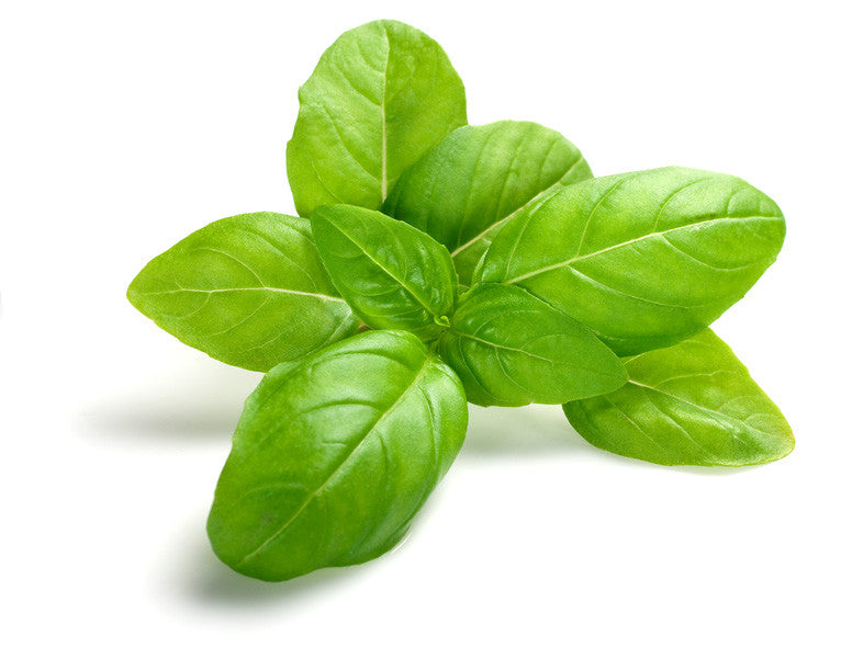 King Basil