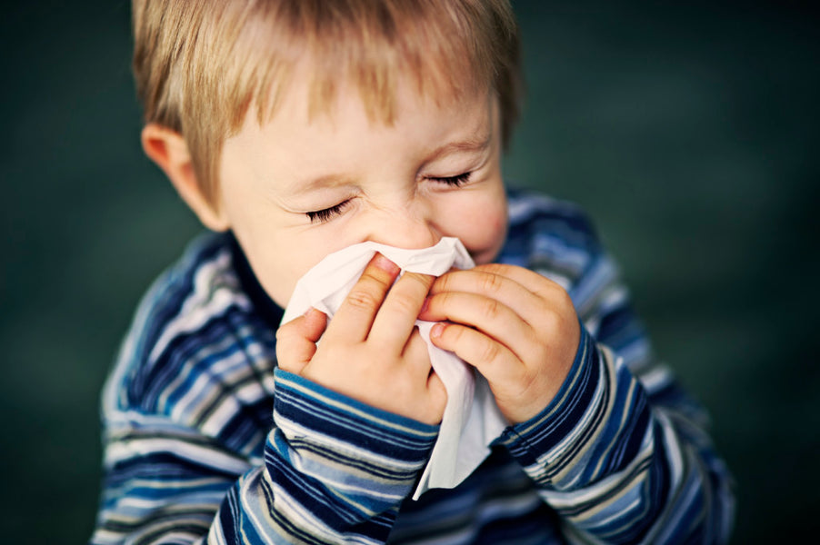 What you can do to help a dust mite allergy