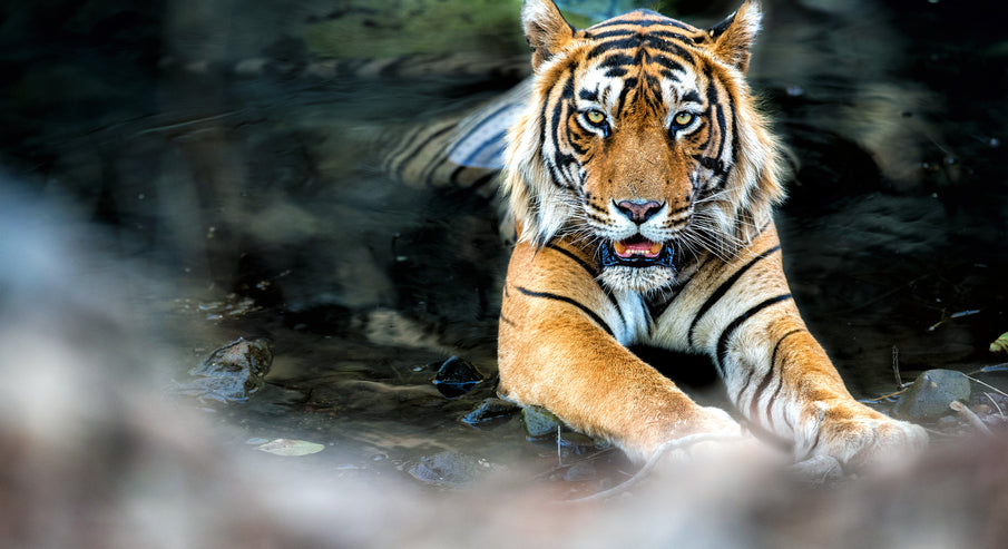 The extinction of animals & what you can do to help....
